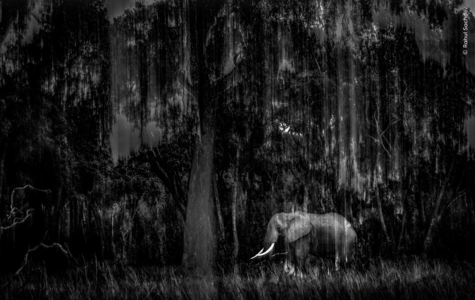 Indian Wildlife Photographer Rahul Sachdev Receives Highly Commended Honour at Wildlife Photographer of the Year 2025